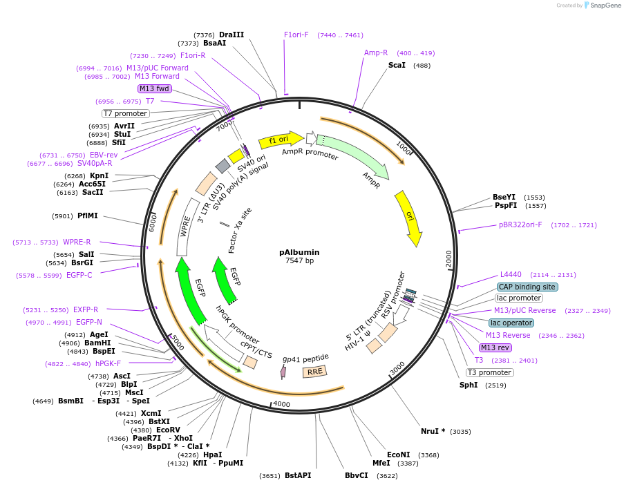 22037-plasmid-map-sequence-id-323904
