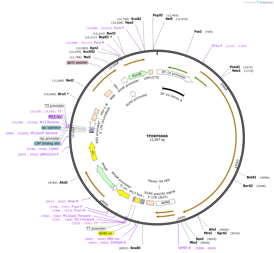 142526-plasmid-map-sequence-id-323917