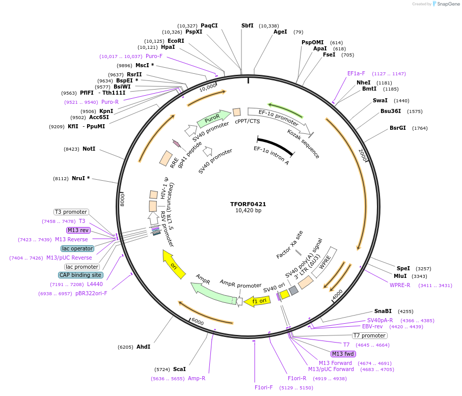 142619-plasmid-map-sequence-id-323918
