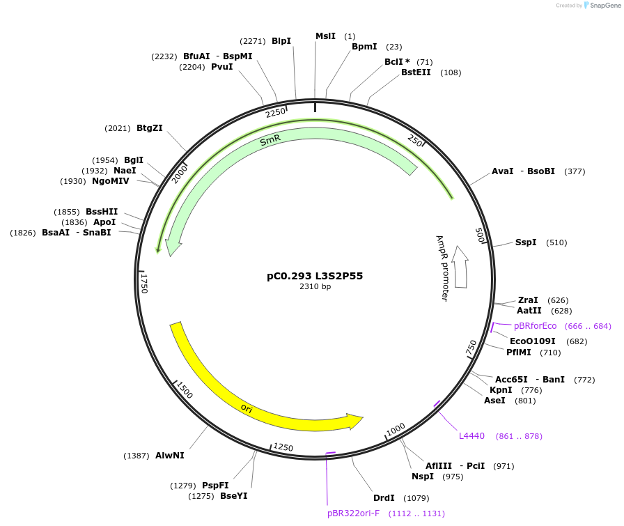 162354-plasmid-map-sequence-id-323940