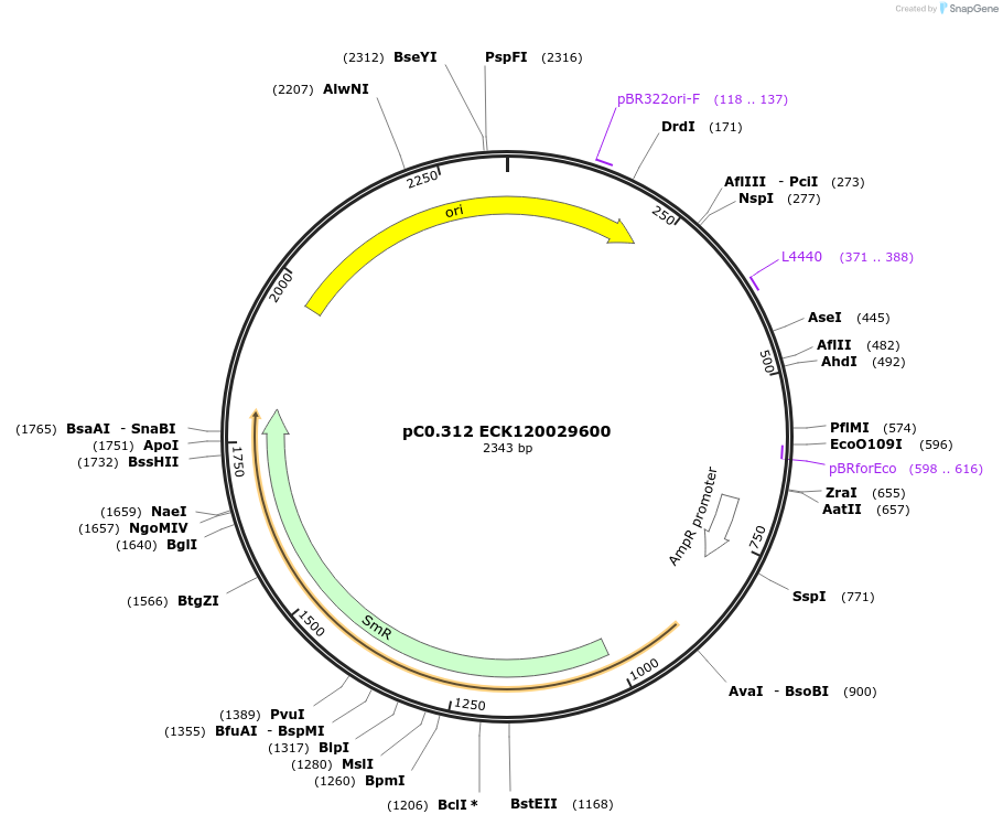 162364-plasmid-map-sequence-id-323952