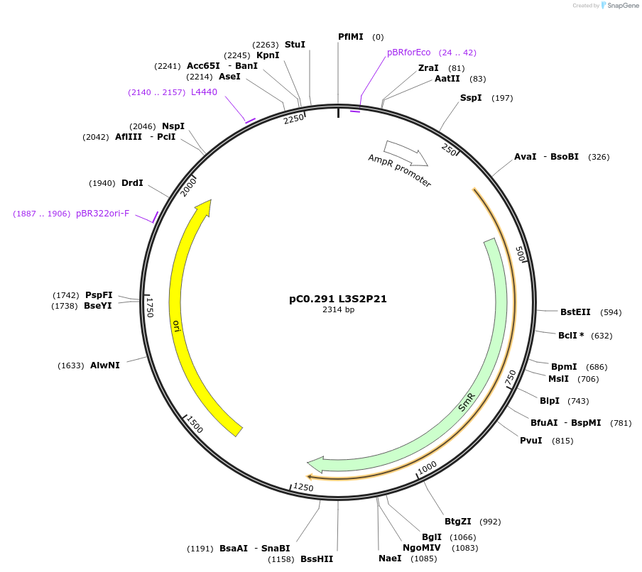 162352-plasmid-map-sequence-id-323953