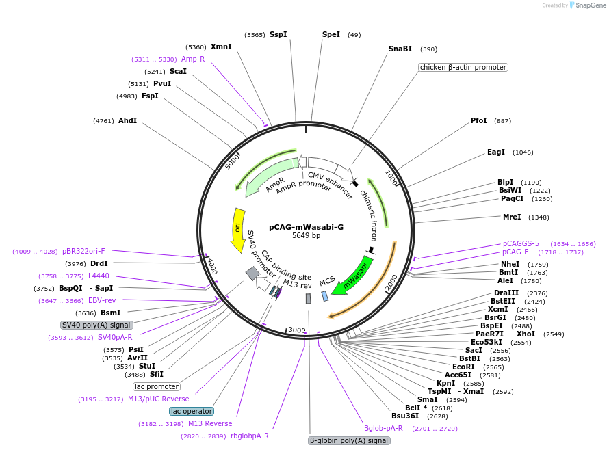 164161-plasmid-map-sequence-id-323955