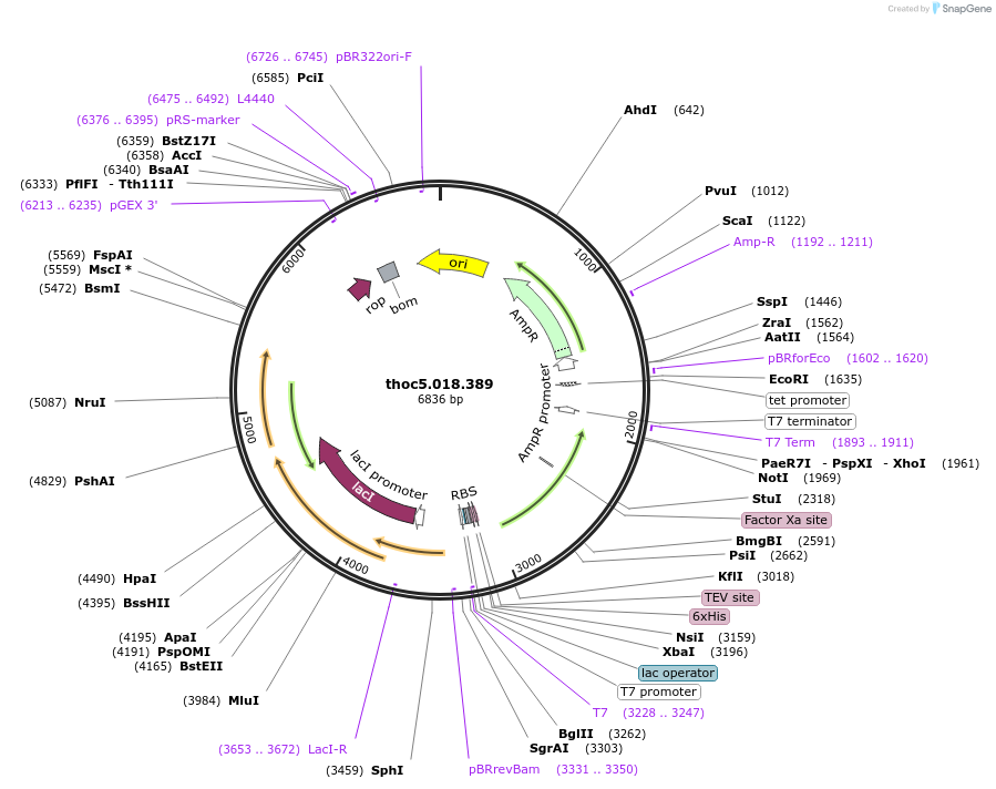 137266-plasmid-map-sequence-id-323966