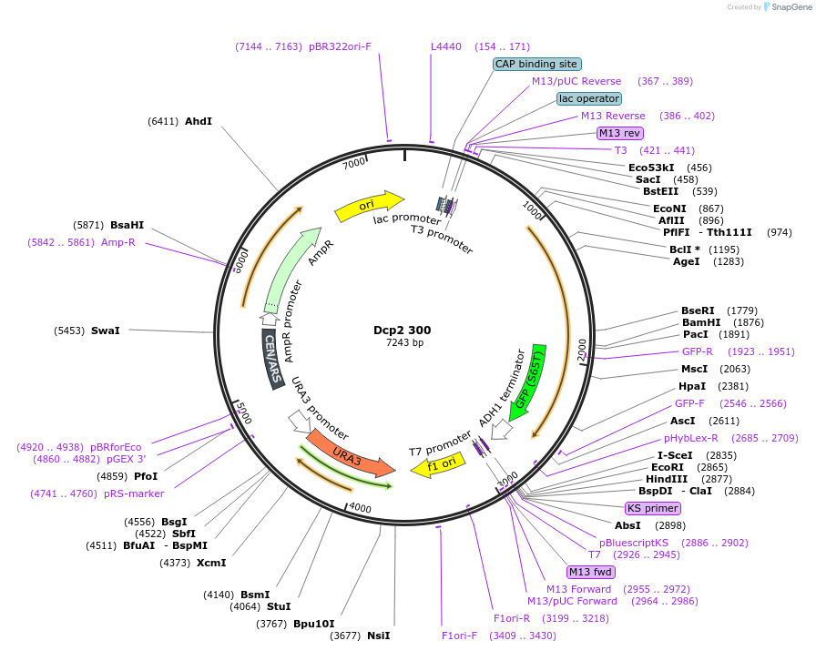 163577-plasmid-map-sequence-id-323987