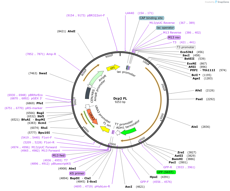 163574-plasmid-map-sequence-id-323988