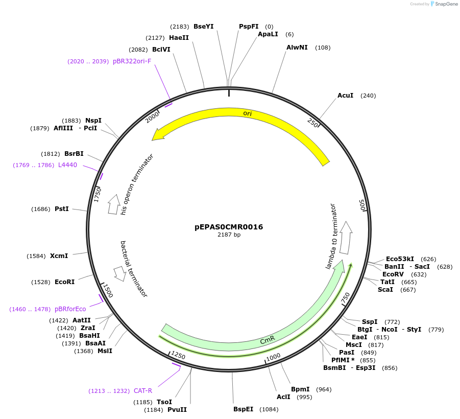 154561-plasmid-map-sequence-id-323994