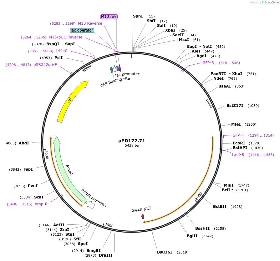 1718-plasmid-map-sequence-id-324