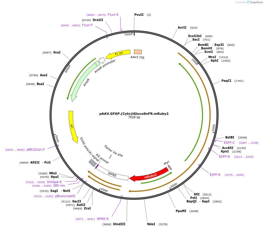 164514-plasmid-map-sequence-id-324004