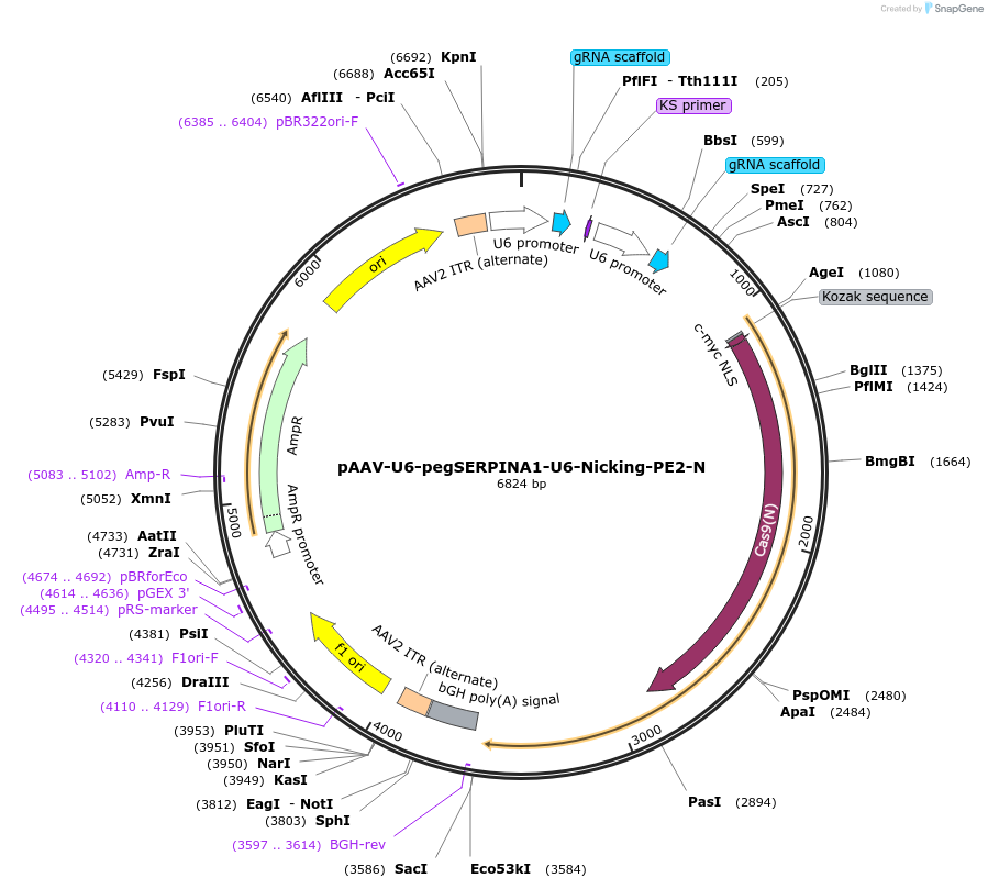 164907-plasmid-map-sequence-id-324009
