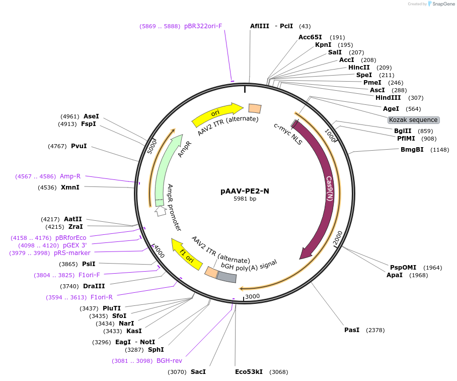 164909-plasmid-map-sequence-id-324011