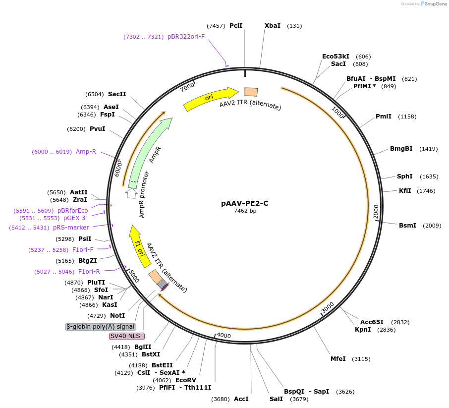 164908-plasmid-map-sequence-id-324015