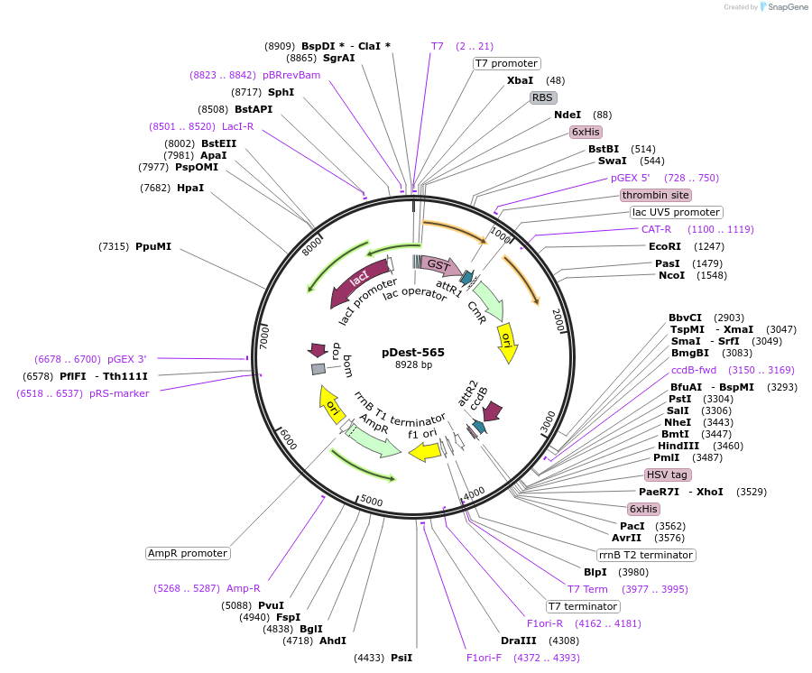 11520-plasmid-map-sequence-id-324017