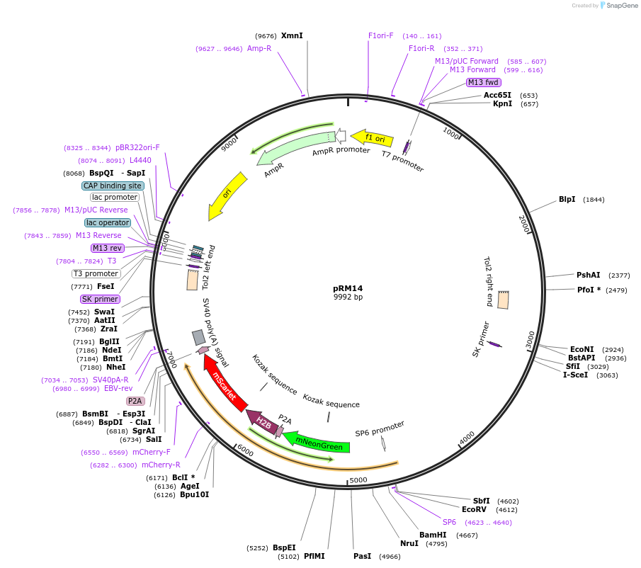 163693-plasmid-map-sequence-id-324024