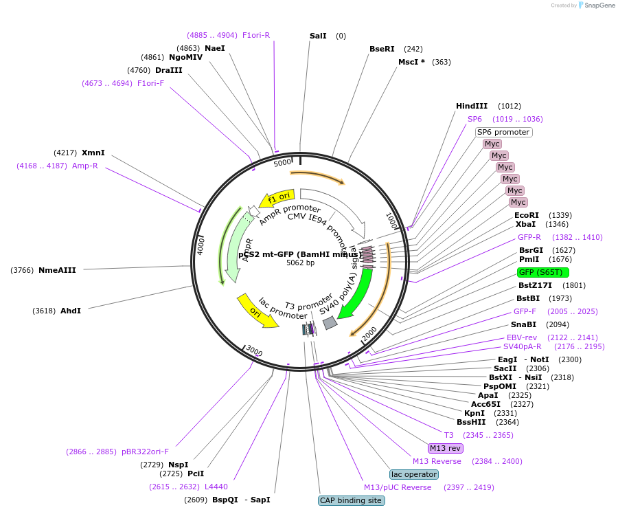 15681-plasmid-map-sequence-id-324025