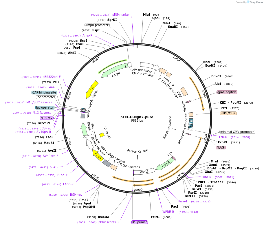 52047-plasmid-map-sequence-id-324026