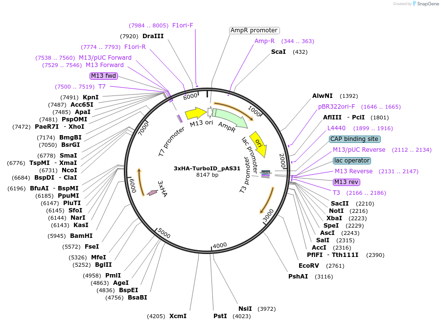 118220-plasmid-map-sequence-id-324027