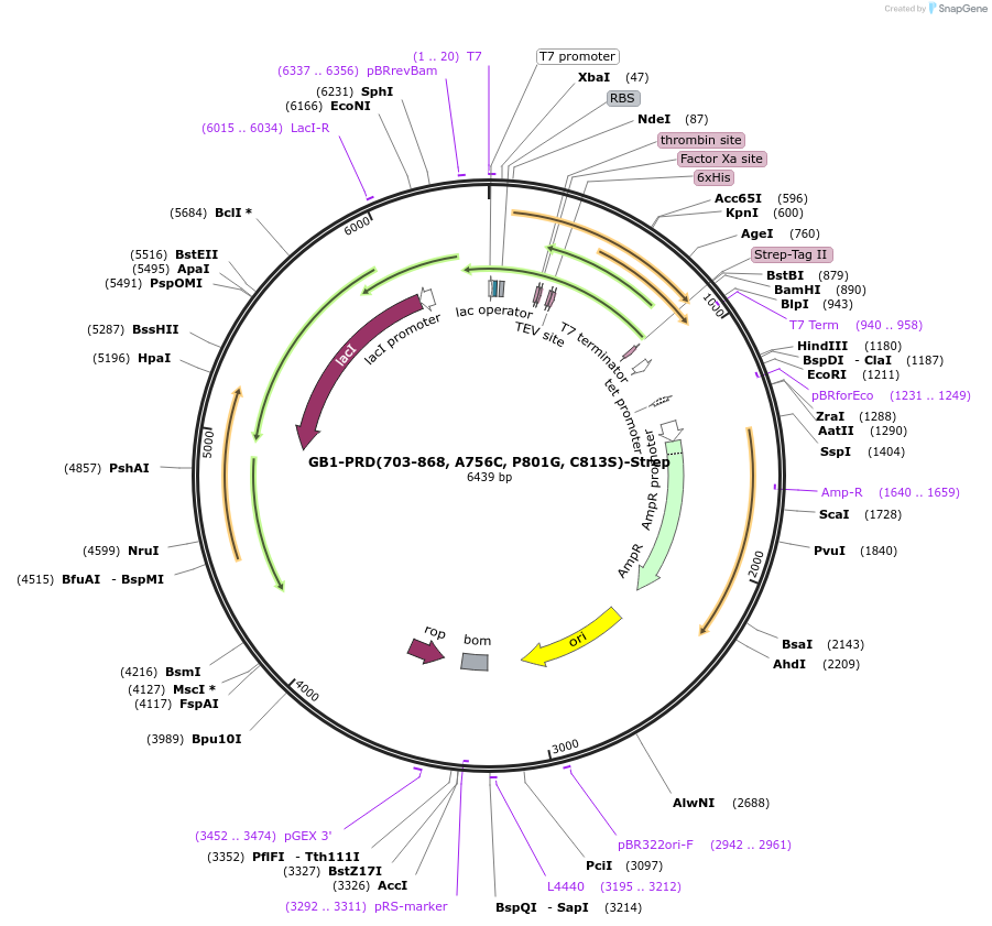 164446-plasmid-map-sequence-id-324033