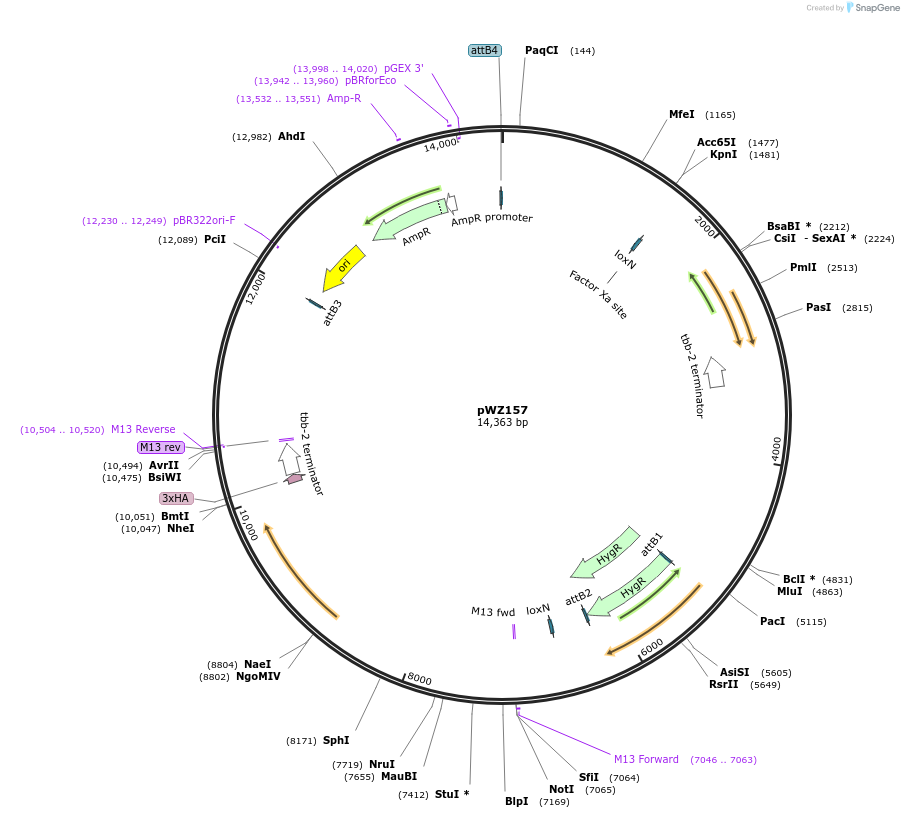 163639-plasmid-map-sequence-id-324061