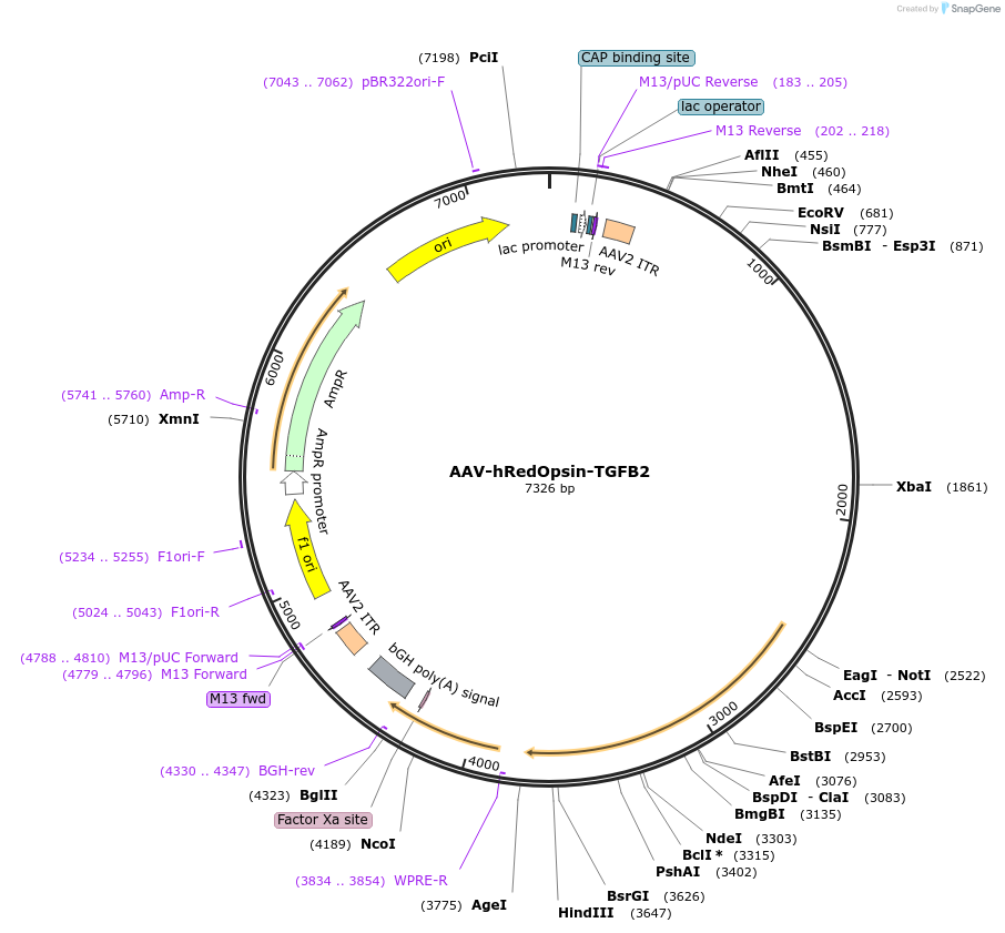 164428-plasmid-map-sequence-id-324075