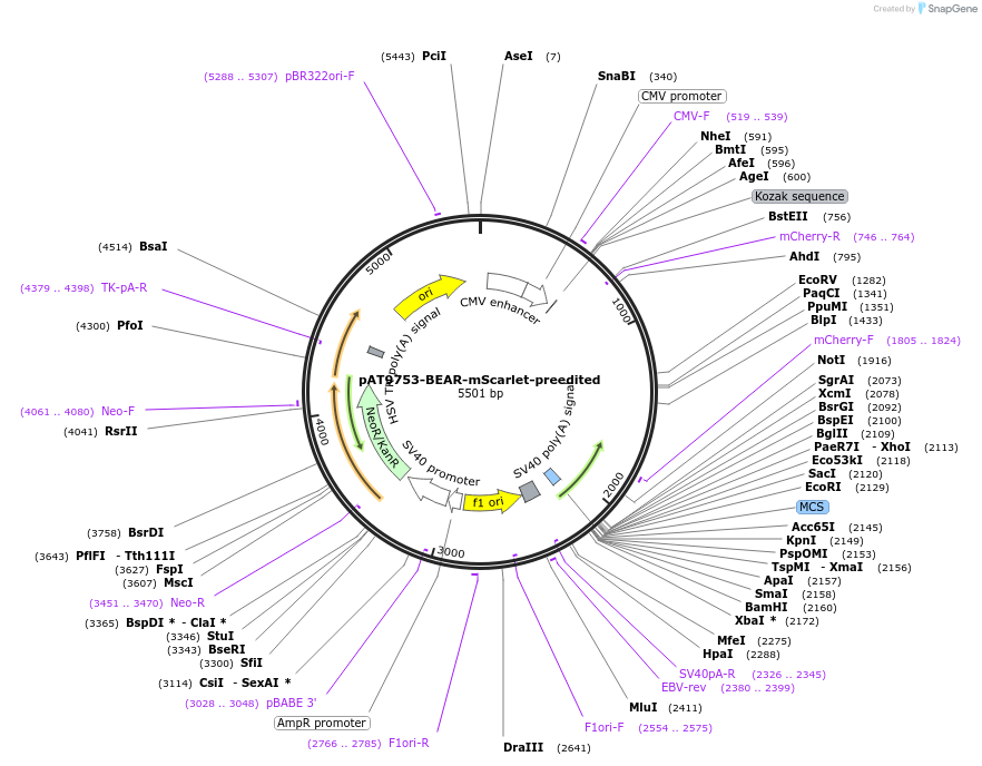 162994-plasmid-map-sequence-id-324085