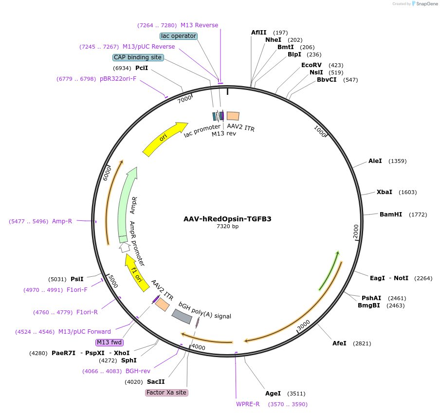 164429-plasmid-map-sequence-id-324110