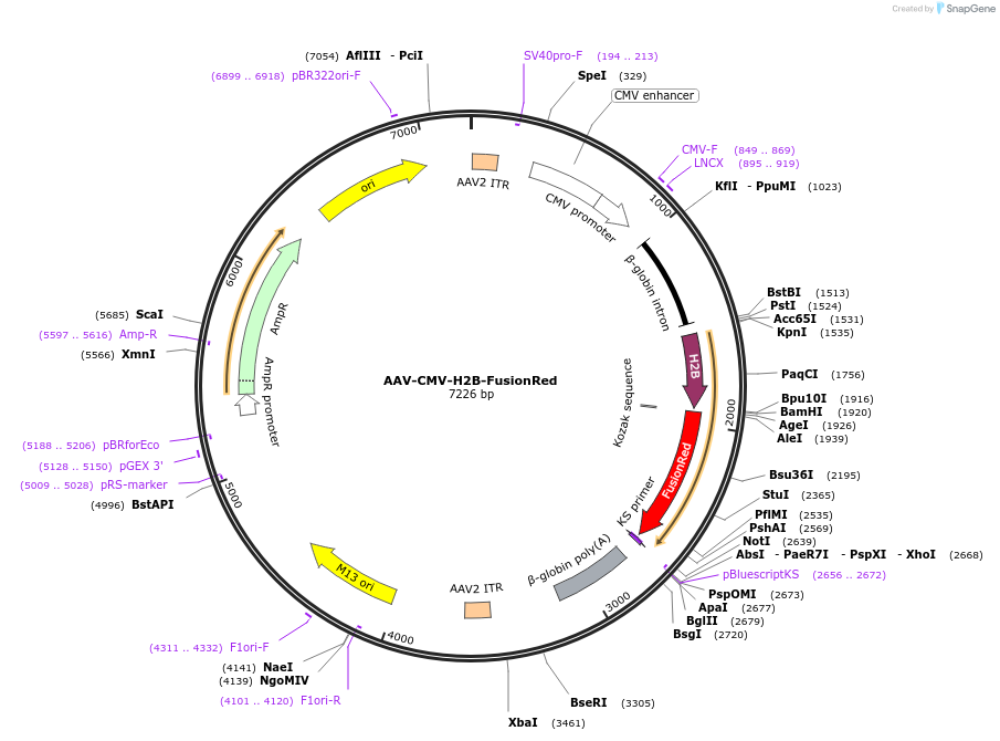 164430-plasmid-map-sequence-id-324113