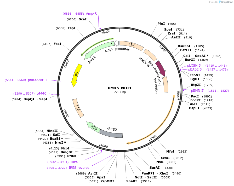72876-plasmid-map-sequence-id-324117