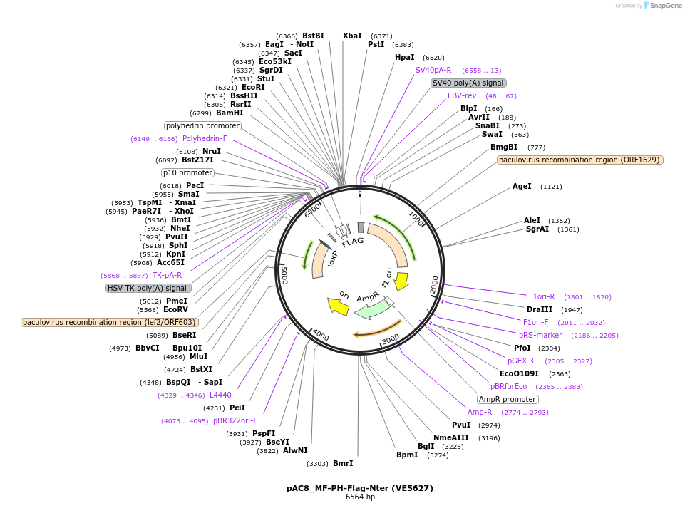 139773-plasmid-map-sequence-id-324119