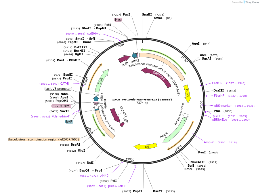 161806-plasmid-map-sequence-id-324125