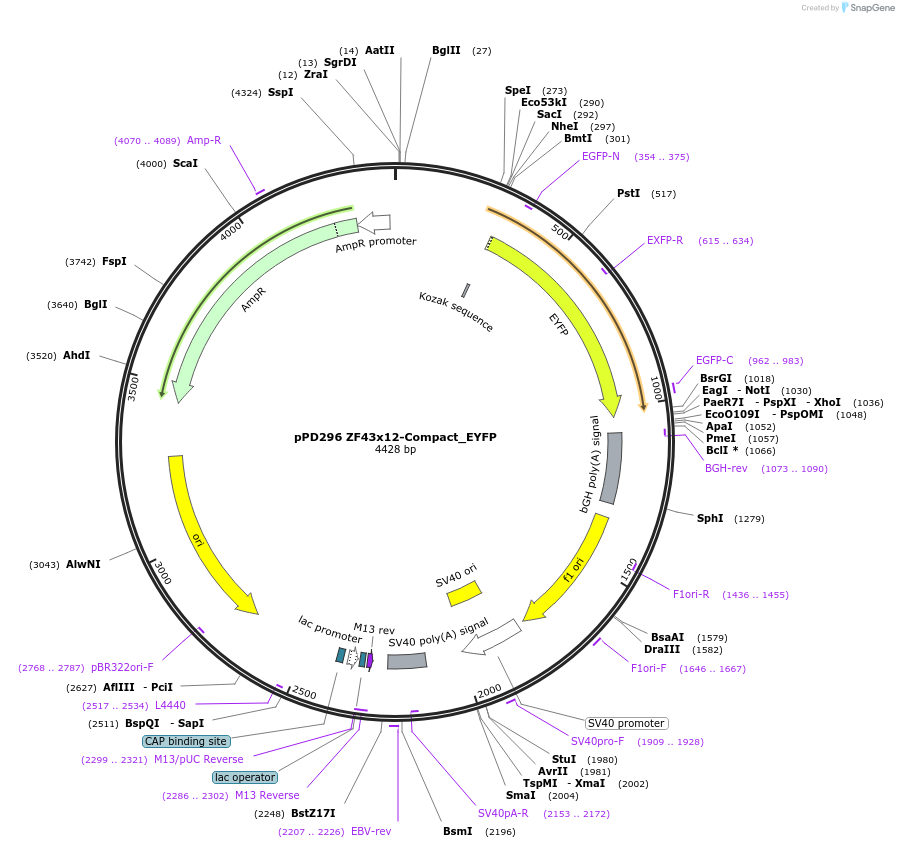 138907-plasmid-map-sequence-id-324142