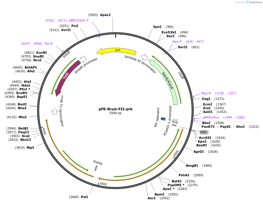 162695-plasmid-map-sequence-id-324150