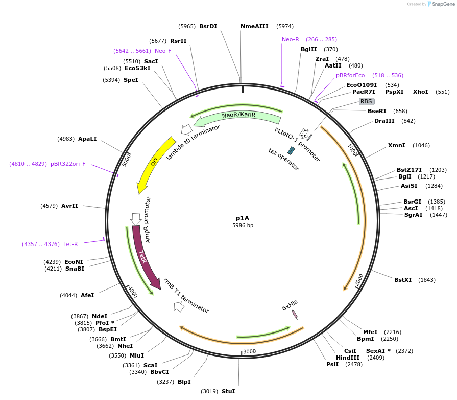 162692-plasmid-map-sequence-id-324151