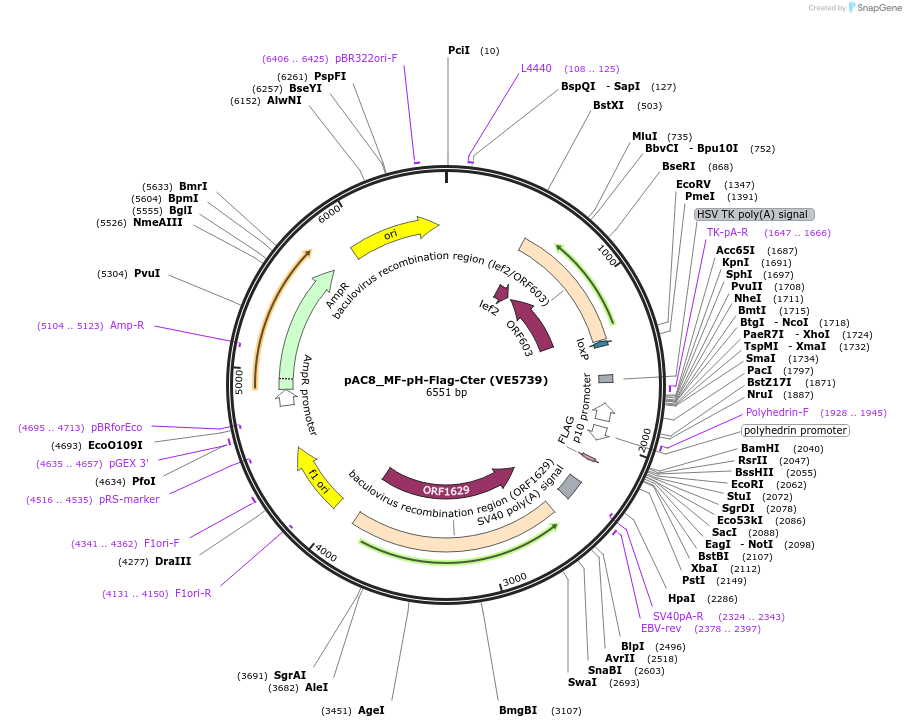 161799-plasmid-map-sequence-id-324153