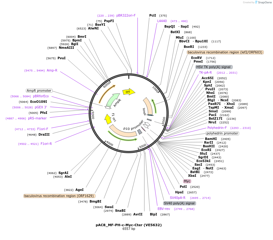 139778-plasmid-map-sequence-id-324155