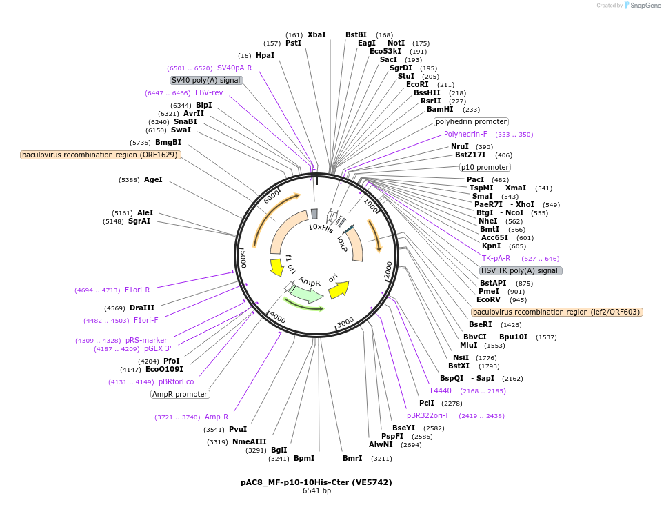 139776-plasmid-map-sequence-id-324157