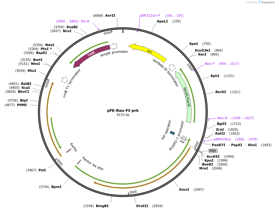 162696-plasmid-map-sequence-id-324158