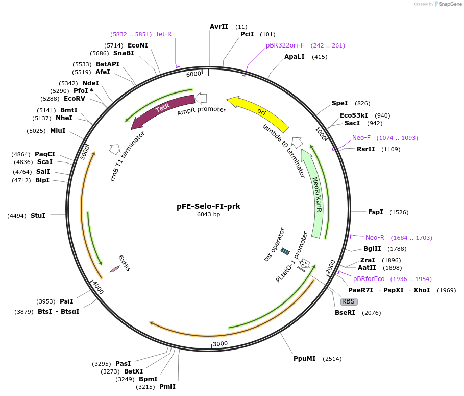 162698-plasmid-map-sequence-id-324164