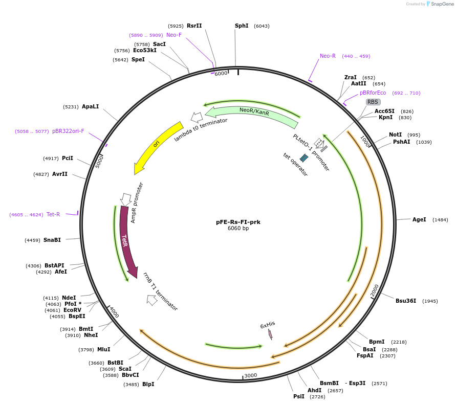 162697-plasmid-map-sequence-id-324170