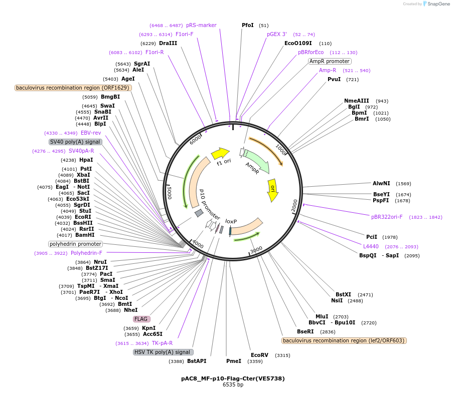 161798-plasmid-map-sequence-id-324175