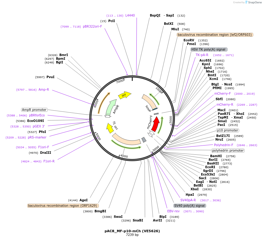 139772-plasmid-map-sequence-id-324177
