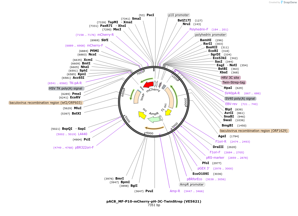139770-plasmid-map-sequence-id-324179