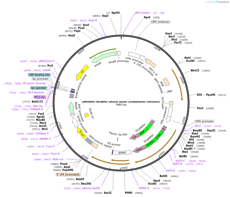 163047-plasmid-map-sequence-id-324184