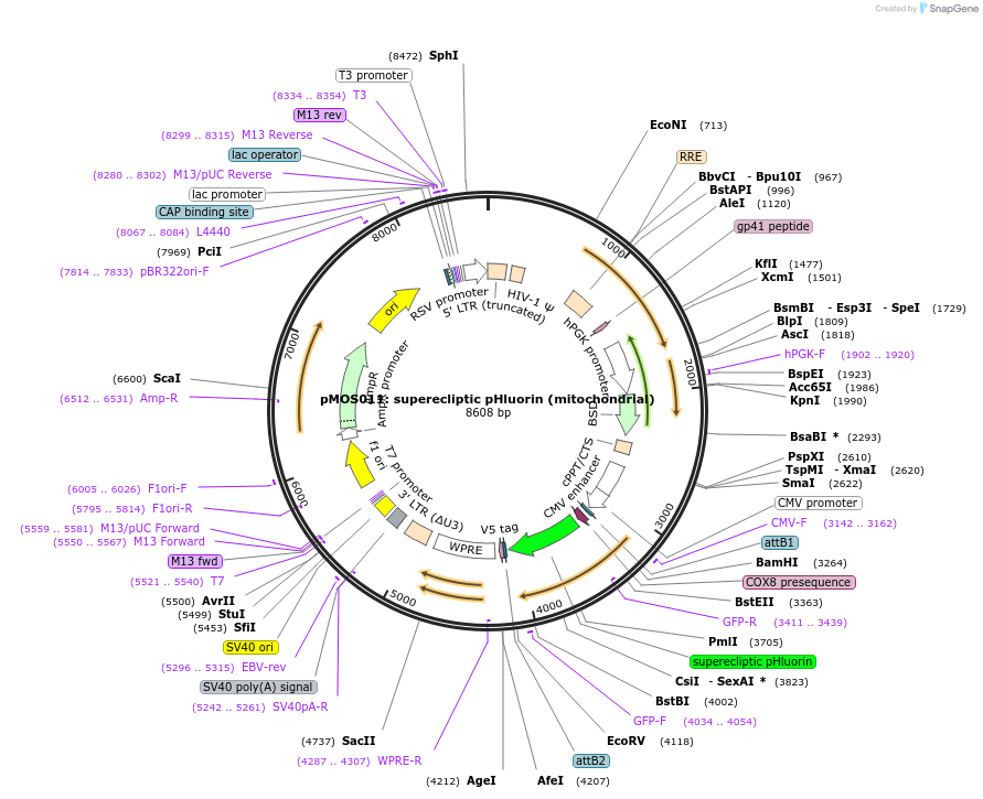 163050-plasmid-map-sequence-id-324187