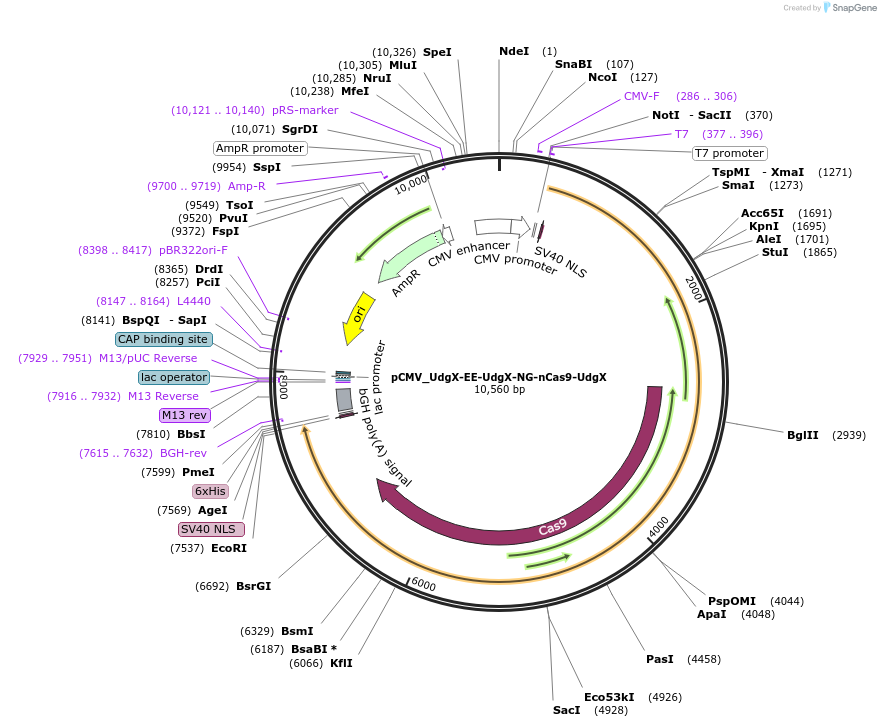 163572-plasmid-map-sequence-id-324196