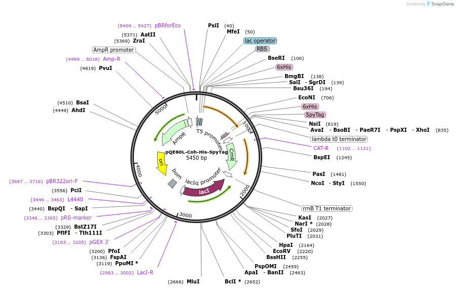 157673-plasmid-map-sequence-id-324200