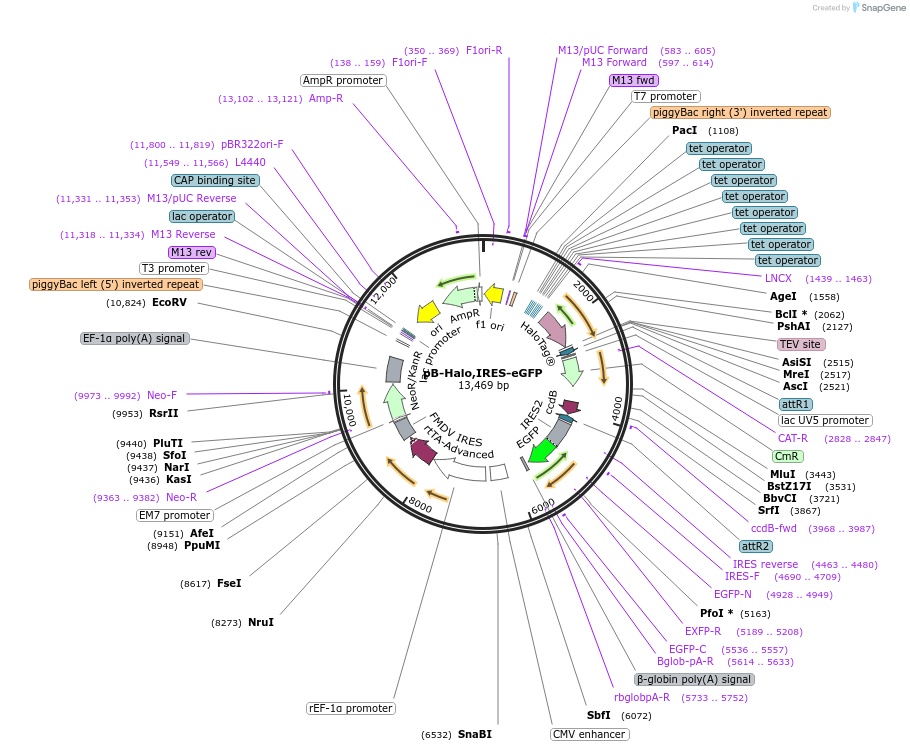 164519-plasmid-map-sequence-id-324201