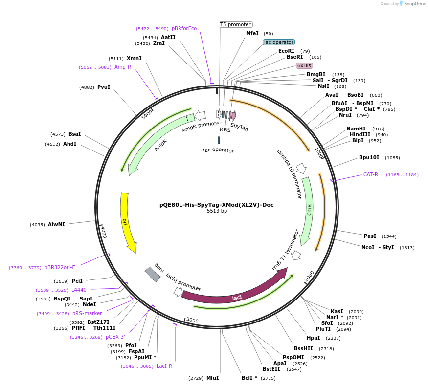 157676-plasmid-map-sequence-id-324202