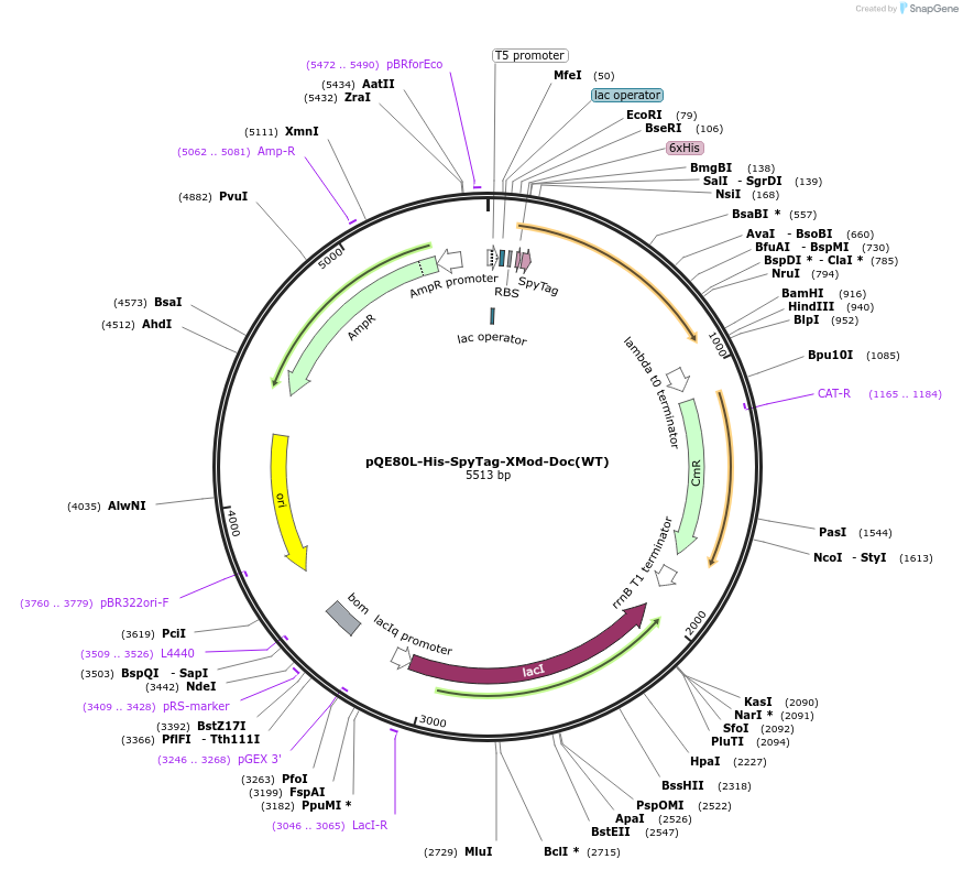 157675-plasmid-map-sequence-id-324204