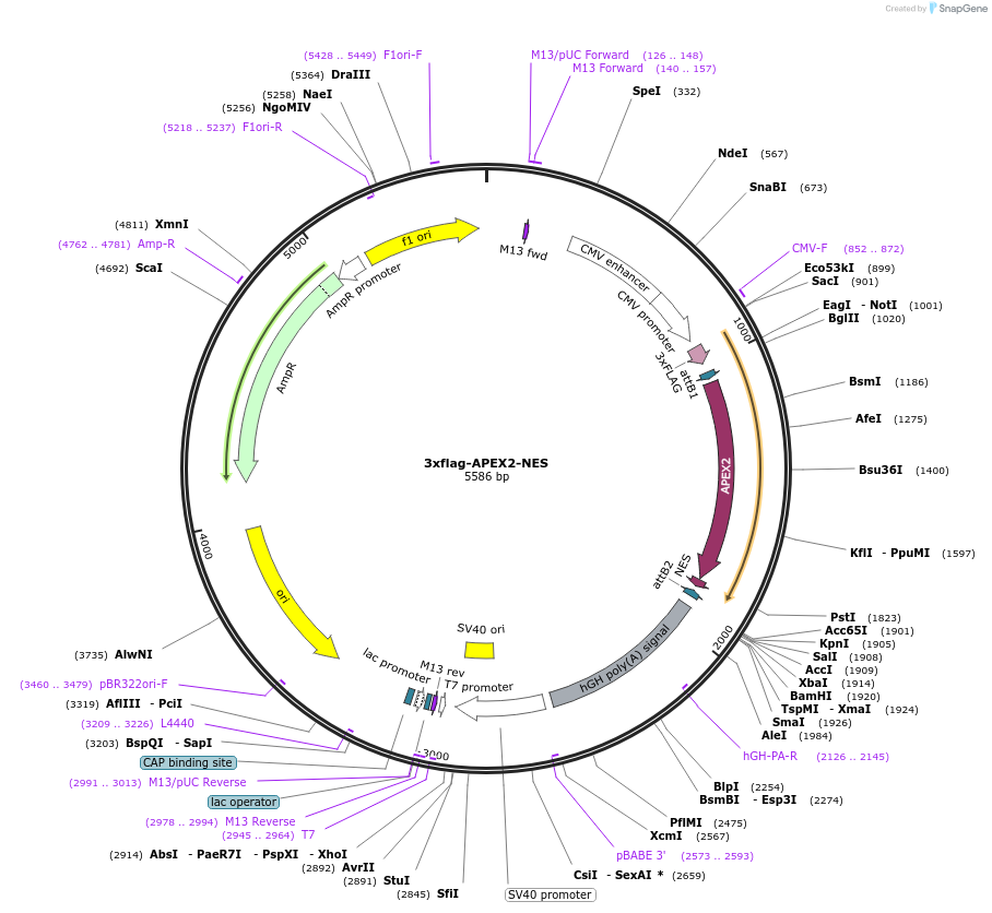 164623-plasmid-map-sequence-id-324212